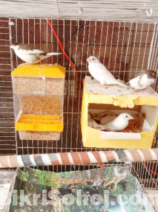 white bengali finch